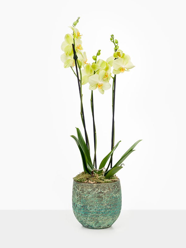 Orchidee In Pot